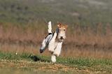 FOX TERRIER 479